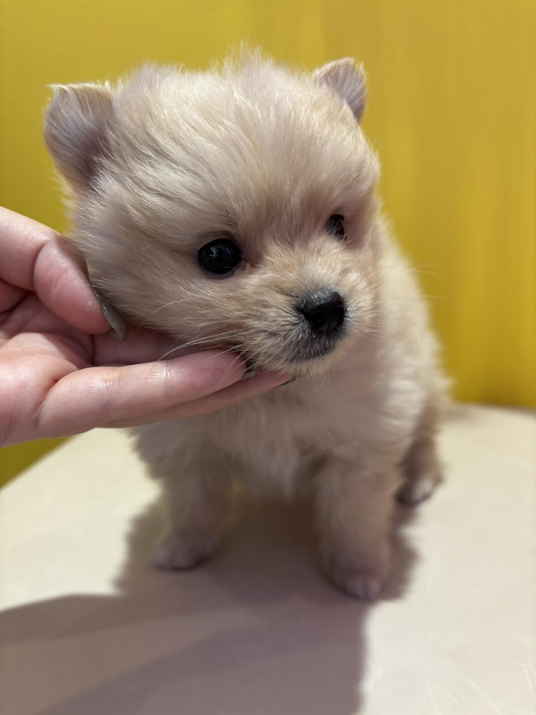 埼玉県のハーフ犬・ミックス犬 (ペッツスマイル南中野店/2025年10月25日生まれ/男の子/その他色)の子犬の3枚目の画像