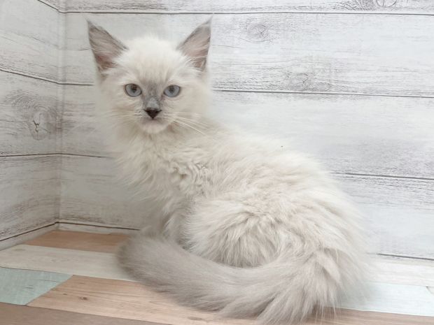 新潟県のラグドール (竹内ペット 新津本店/2025年10月11日生まれ/女の子/ブルーポイントミテッド)の子猫の1枚目の画像