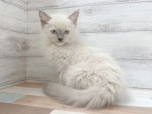 新潟県のラグドール (竹内ペット 新津本店/2025年10月11日生まれ/女の子/ブルーポイントミテッド)の子猫の2枚目の画像