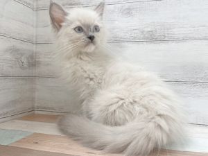 新潟県のラグドール (竹内ペット 新津本店/2025年10月11日生まれ/女の子/ブルーポイントミテッド)の子猫の3枚目の画像