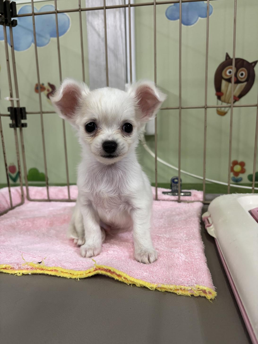 愛知県のチワワ(ロング) (子いぬの足あと/2025年8月23日生まれ/男の子/ホワイトクリーム)の子犬