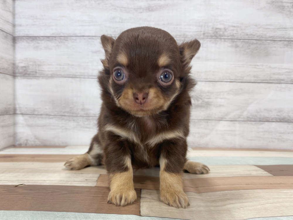 新潟県のチワワ(ロング) (竹内ペット 新津本店/2025年8月12日生まれ/女の子/チョコレートタン)の子犬の1枚目の画像