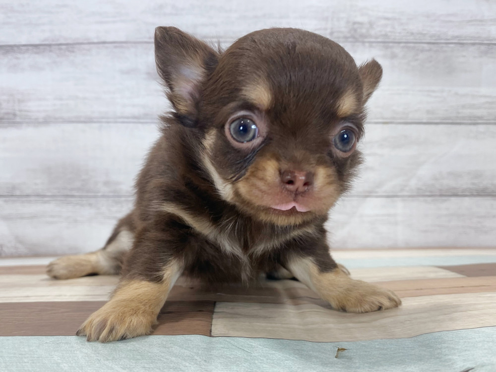 新潟県のチワワ(ロング) (竹内ペット 新津本店/2025年8月12日生まれ/女の子/チョコレートタン)の子犬の2枚目の画像