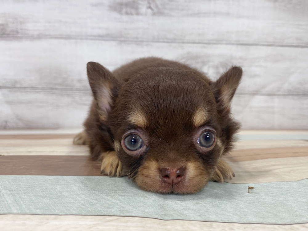 新潟県のチワワ(ロング) (竹内ペット 新津本店/2025年8月12日生まれ/女の子/チョコレートタン)の子犬の3枚目の画像