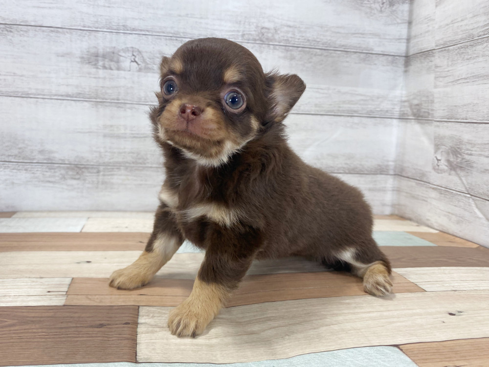 新潟県のチワワ(ロング) (竹内ペット 新津本店/2025年8月12日生まれ/女の子/チョコレートタン)の子犬の4枚目の画像