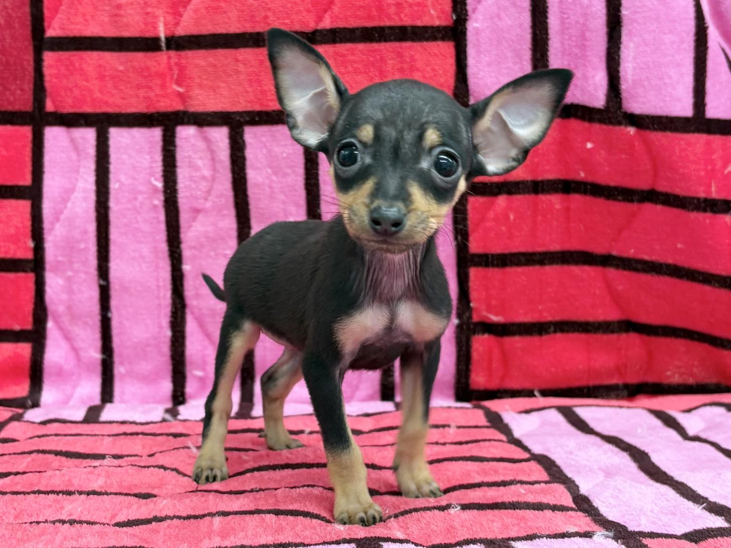 愛知県のミニチュアピンシャー (ハピースペット春日井アミーゴ店/2025年11月23日生まれ/女の子/ブラックタン)の子犬の1枚目の画像