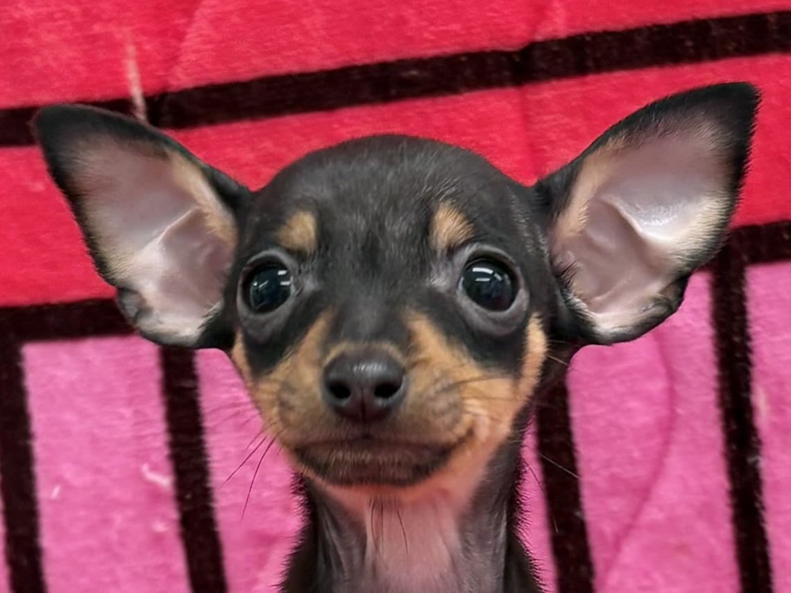 愛知県のミニチュアピンシャー (ハピースペット春日井アミーゴ店/2025年11月23日生まれ/女の子/ブラックタン)の子犬の2枚目の画像