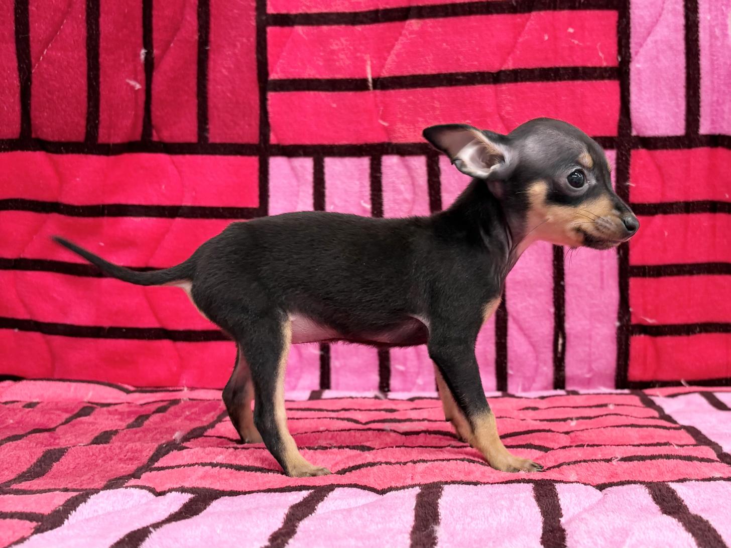 愛知県のミニチュアピンシャー (ハピースペット春日井アミーゴ店/2025年11月23日生まれ/女の子/ブラックタン)の子犬の3枚目の画像