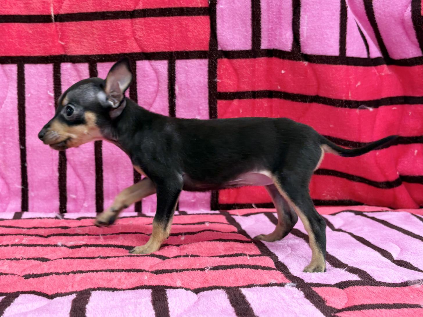 愛知県のミニチュアピンシャー (ハピースペット春日井アミーゴ店/2025年11月23日生まれ/女の子/ブラックタン)の子犬の4枚目の画像