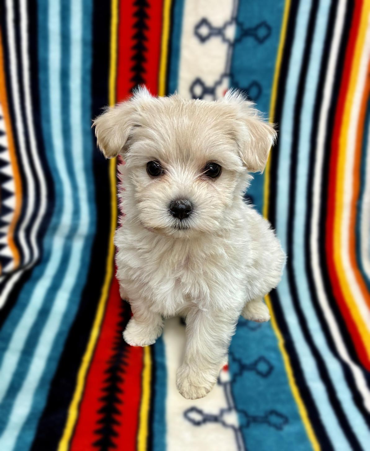 広島県のマルプー(マルチーズ×プードル) (ペットショップ カネユキ/2025年10月8日生まれ/女の子/クリーム)の子犬