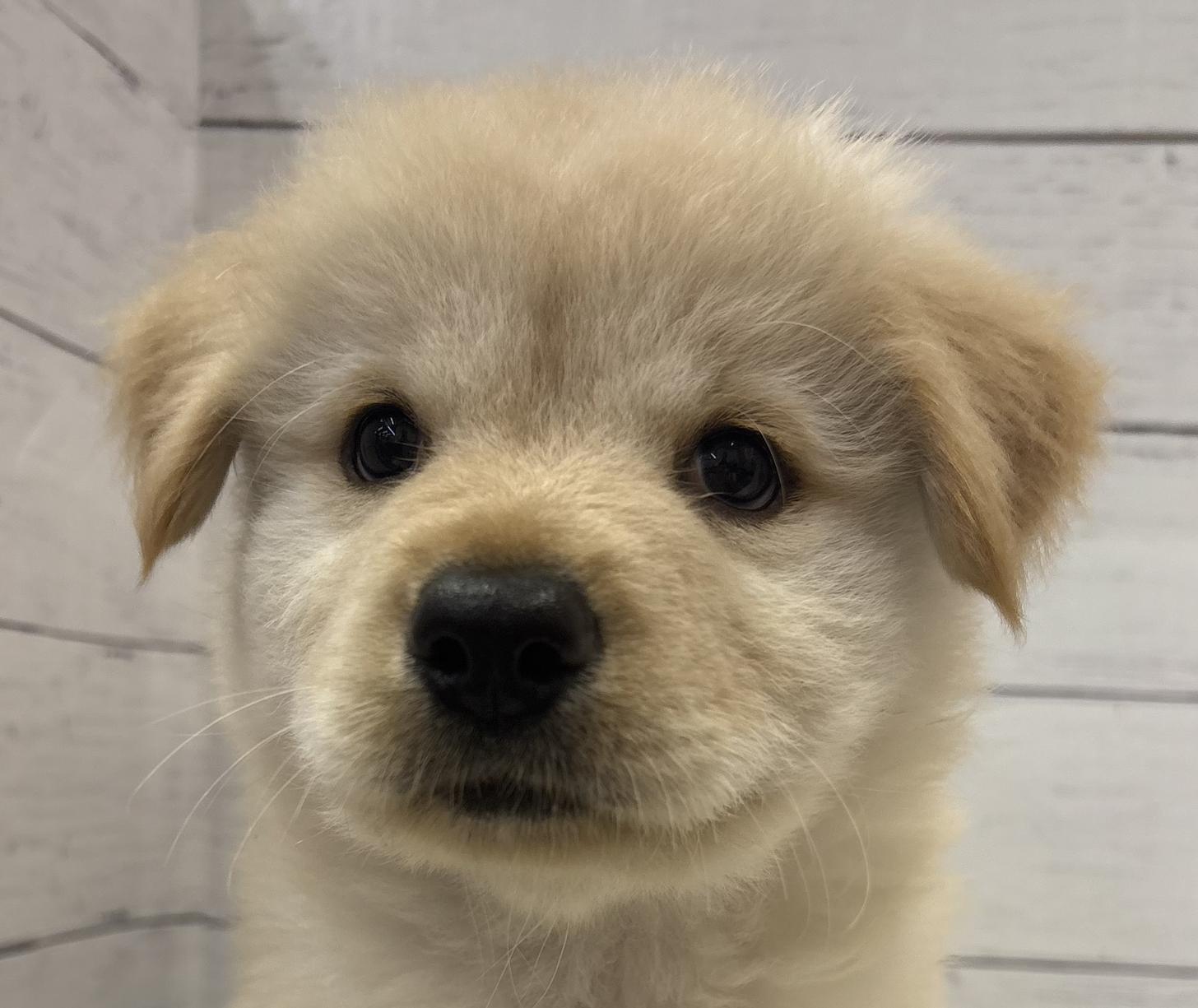 千葉県のハーフ犬・ミックス犬 (ペッツワン佐倉店/2026年4月25日生まれ/男の子/ゴールデン)の子犬の1枚目の画像