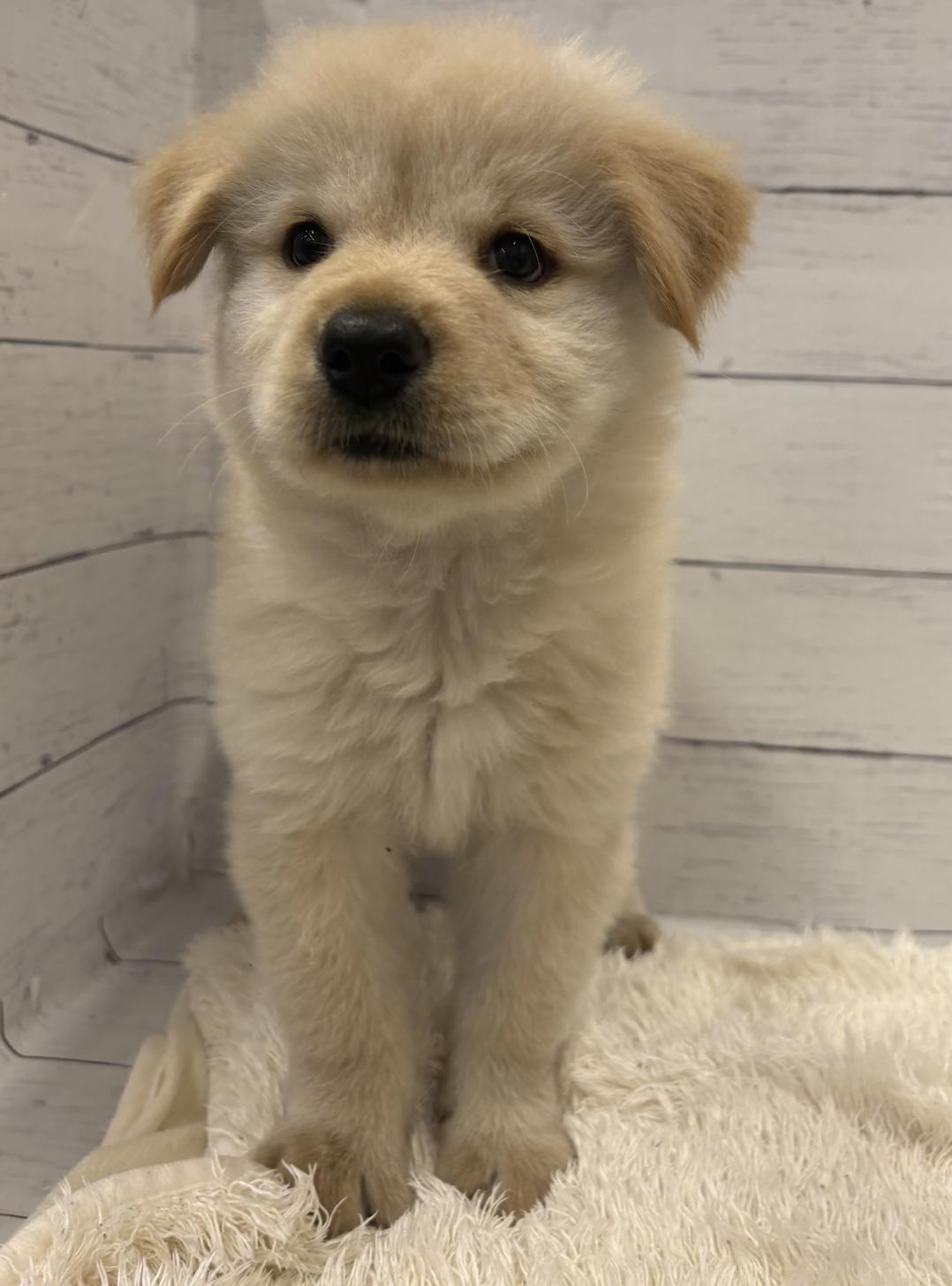 千葉県のハーフ犬・ミックス犬 (ペッツワン佐倉店/2026年4月25日生まれ/男の子/ゴールデン)の子犬の2枚目の画像