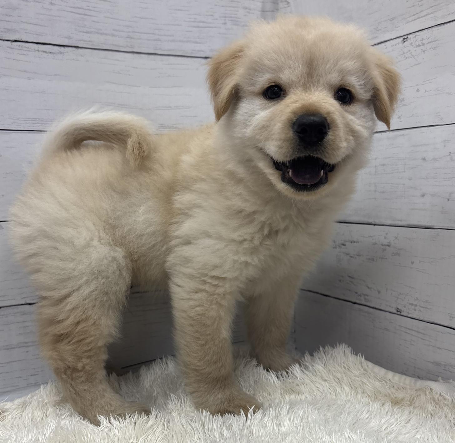 千葉県のハーフ犬・ミックス犬 (ペッツワン佐倉店/2026年4月25日生まれ/男の子/ゴールデン)の子犬の3枚目の画像