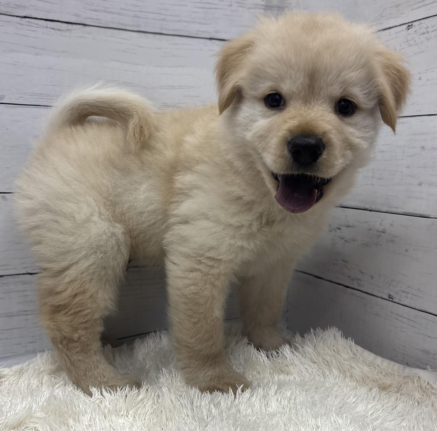 千葉県のハーフ犬・ミックス犬 (ペッツワン佐倉店/2026年4月25日生まれ/男の子/ゴールデン)の子犬の4枚目の画像