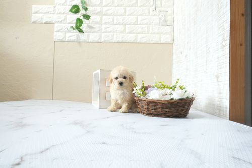 滋賀県のトイプードル(タイニー) (いっぷく湖南店/2026年4月6日生まれ/男の子/ペールフォーン)の子犬の1枚目の画像