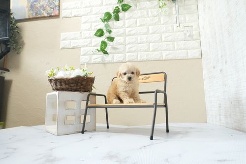 滋賀県のトイプードル(タイニー) (いっぷく湖南店/2026年4月6日生まれ/男の子/ペールフォーン)の子犬の4枚目の画像