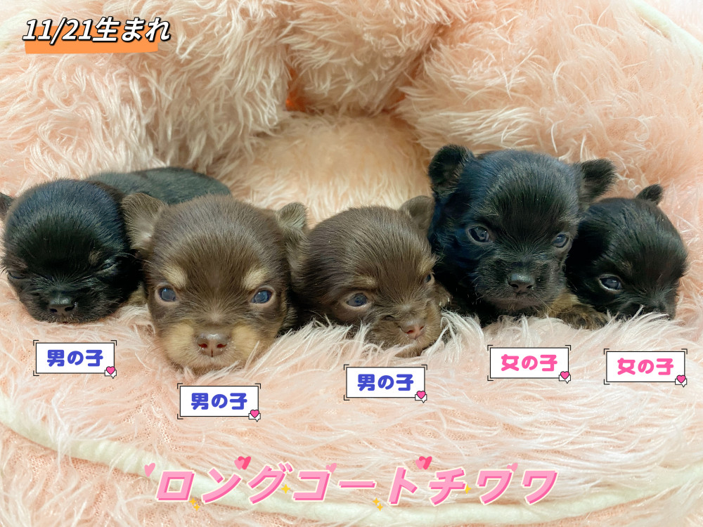 新潟県のチワワ(ロング) (竹内ペット 新津本店/2025年11月21日生まれ/男の子/その他色)の子犬の1枚目の画像
