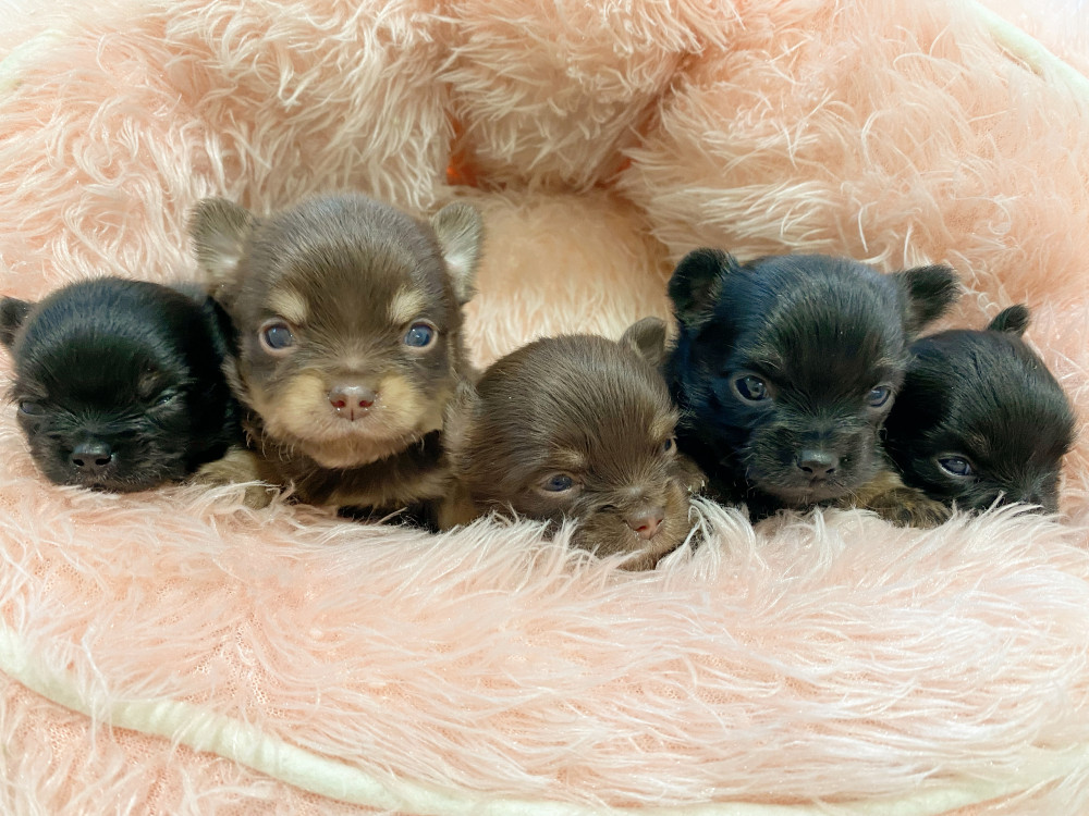 新潟県のチワワ(ロング) (竹内ペット 新津本店/2025年11月21日生まれ/男の子/その他色)の子犬の2枚目の画像