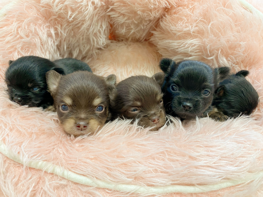 新潟県のチワワ(ロング) (竹内ペット 新津本店/2025年11月21日生まれ/男の子/その他色)の子犬の3枚目の画像