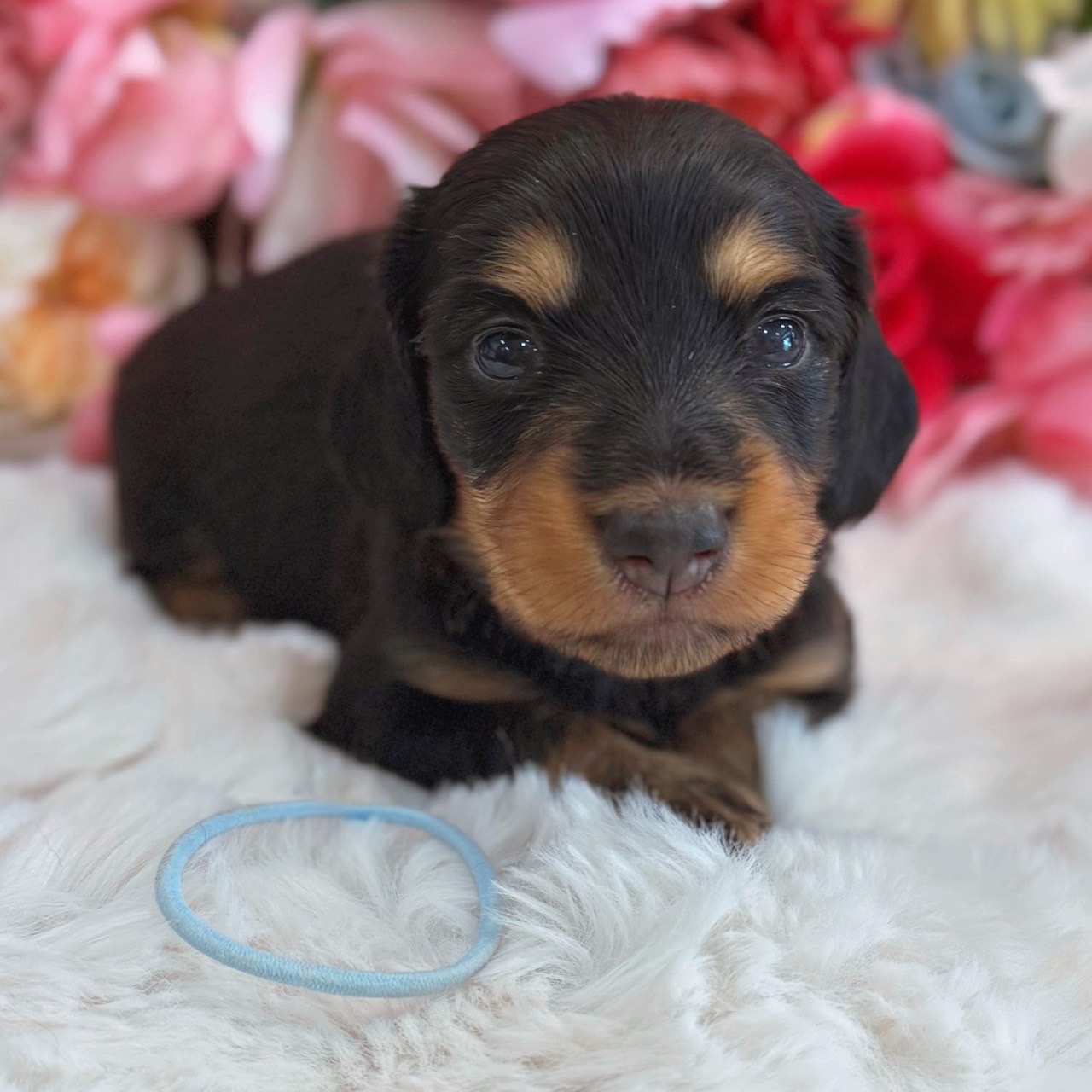 福岡県のミニチュアダックスフンド(ロング) (スタードッグス大牟田店/2026年3月2日生まれ/男の子/ブラックタン)の子犬