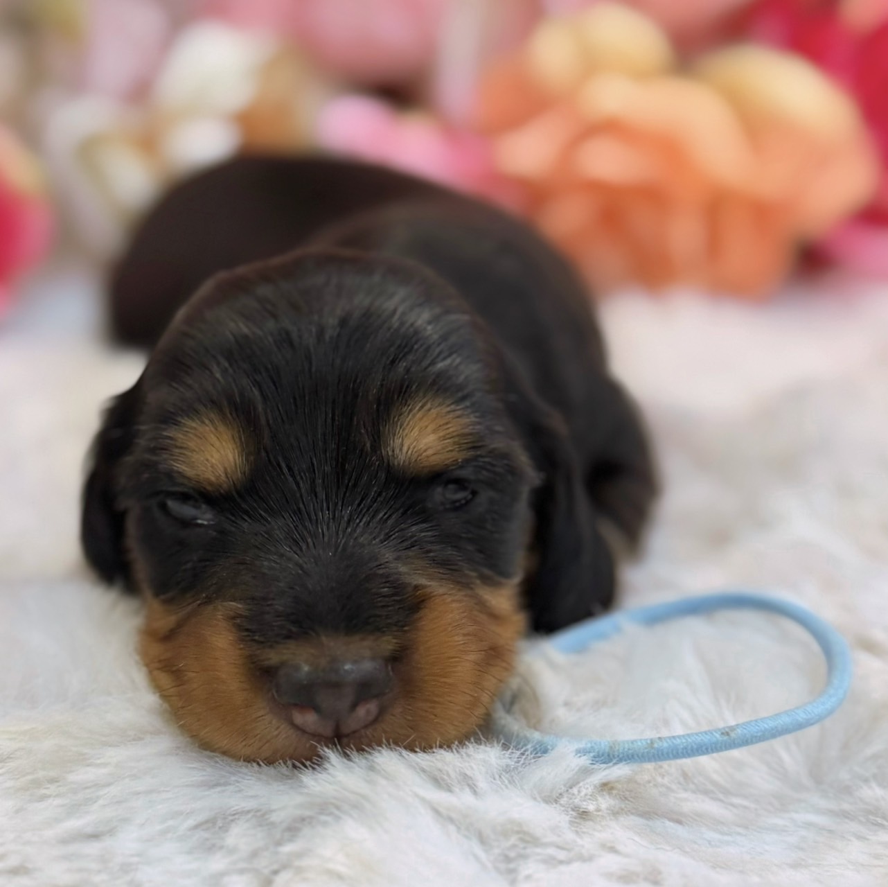 福岡県のミニチュアダックスフンド(ロング) (スタードッグス大牟田店/2026年3月2日生まれ/男の子/ブラックタン)の子犬の2枚目の画像