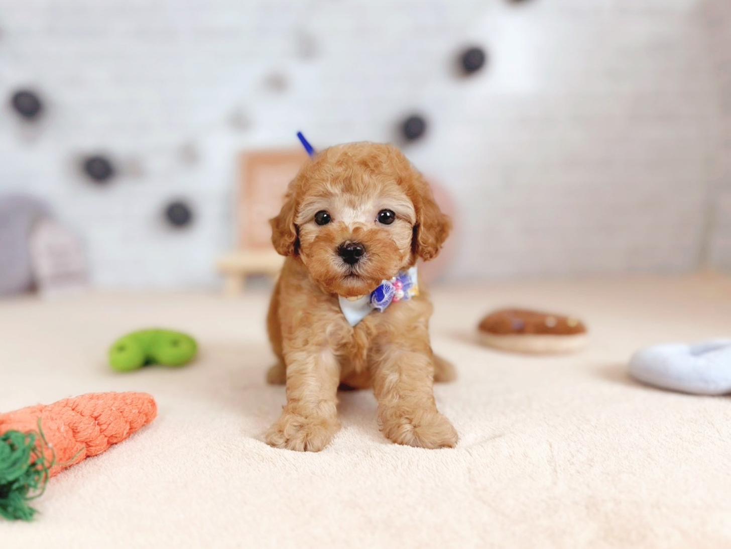 北海道のトイプードル(トイ) (ペットショップだんぼ/2025年9月25日生まれ/男の子/アプリコット)の子犬の1枚目の画像