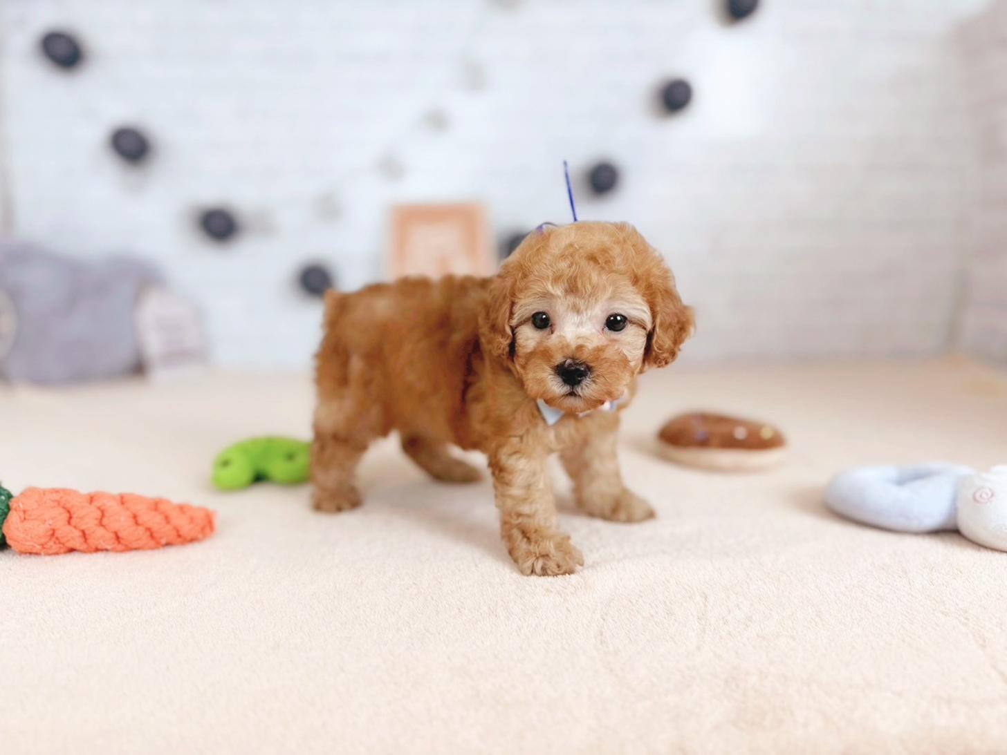 北海道のトイプードル(トイ) (ペットショップだんぼ/2025年9月25日生まれ/男の子/アプリコット)の子犬の2枚目の画像