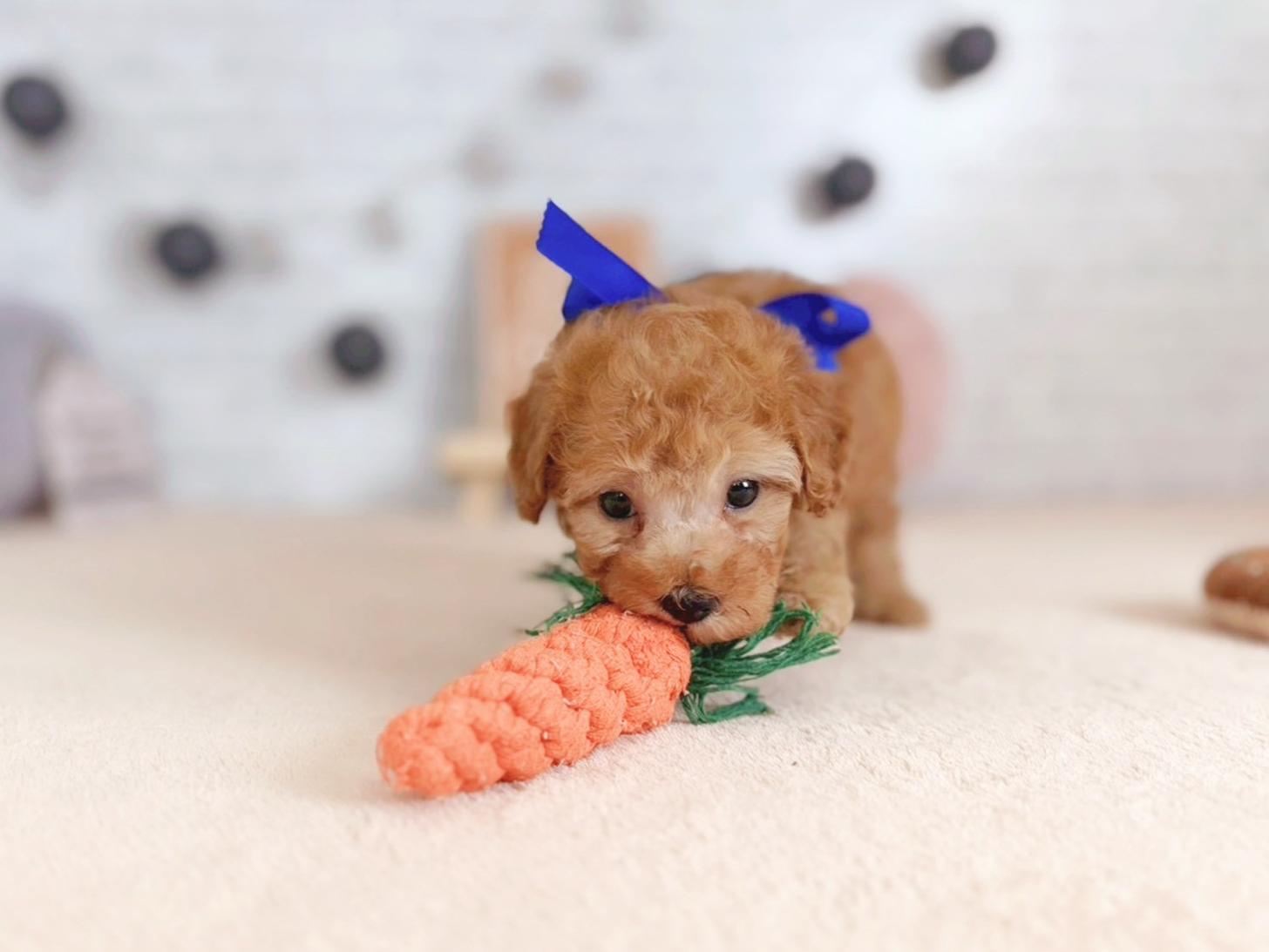 北海道のトイプードル(トイ) (ペットショップだんぼ/2025年9月25日生まれ/男の子/アプリコット)の子犬の3枚目の画像