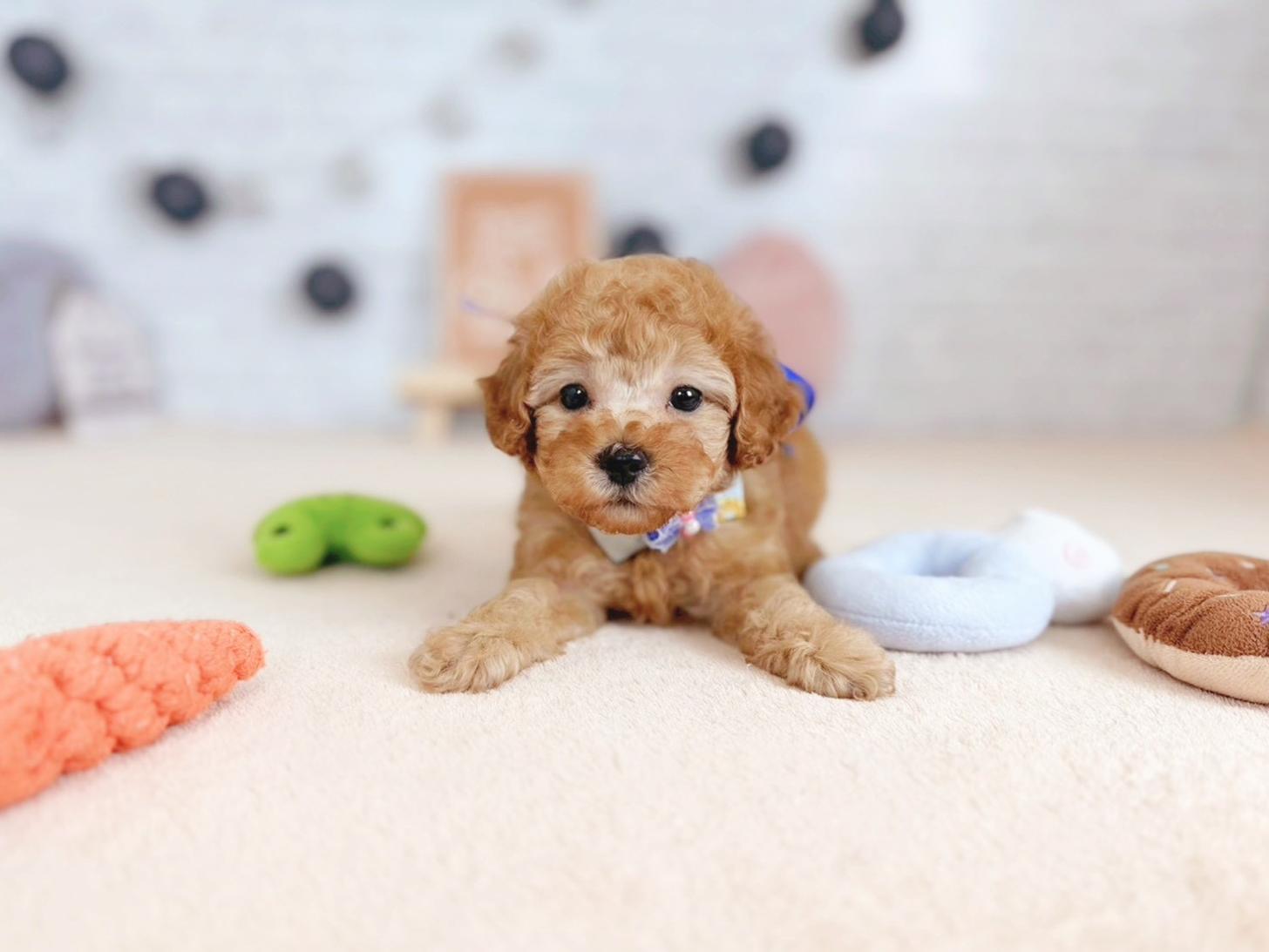 北海道のトイプードル(トイ) (ペットショップだんぼ/2025年9月25日生まれ/男の子/アプリコット)の子犬の4枚目の画像