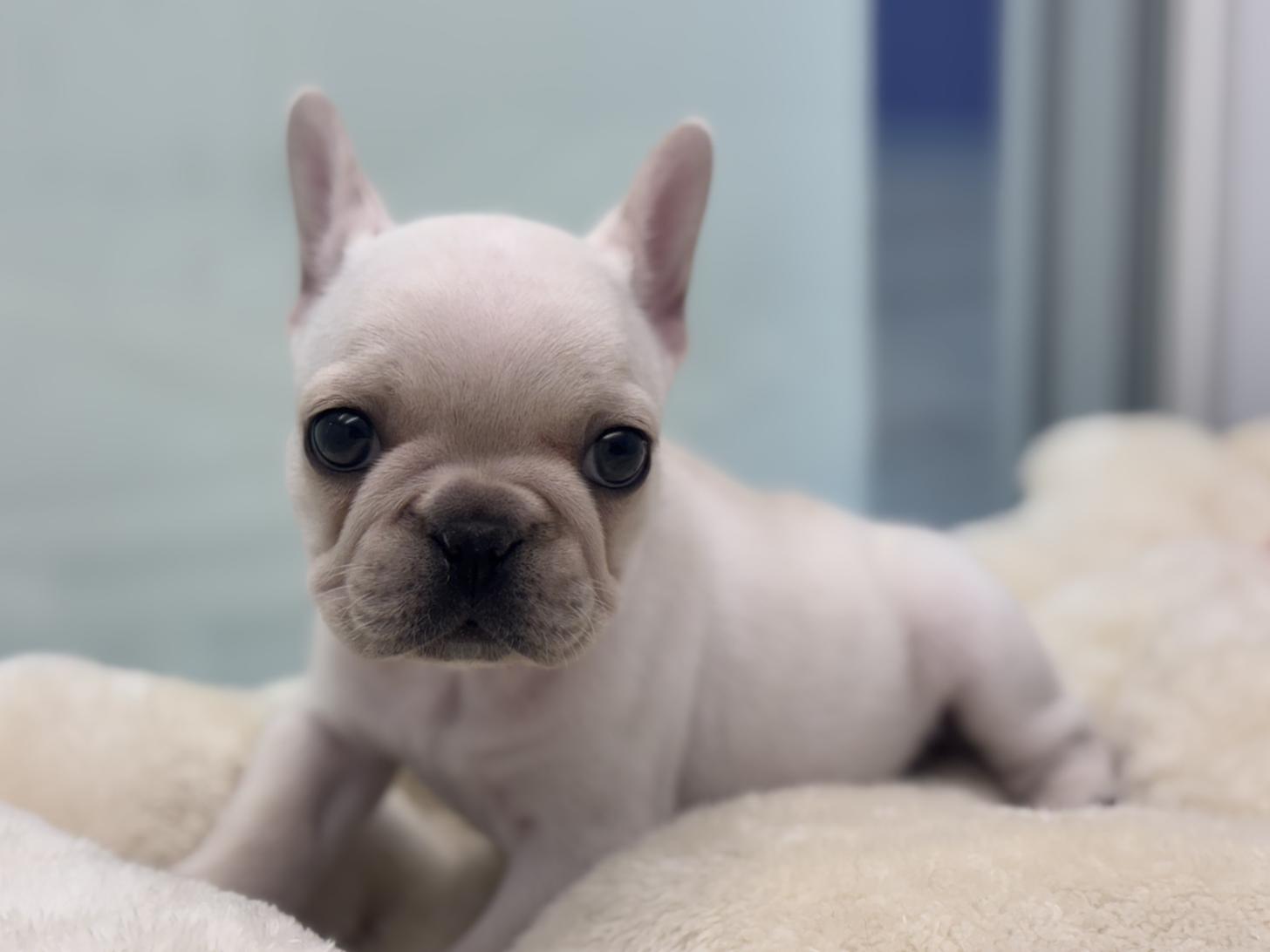 神奈川県のフレンチブルドッグ (Doggy Style 小田原店/2025年11月29日生まれ/男の子/クリーム)の子犬の1枚目の画像