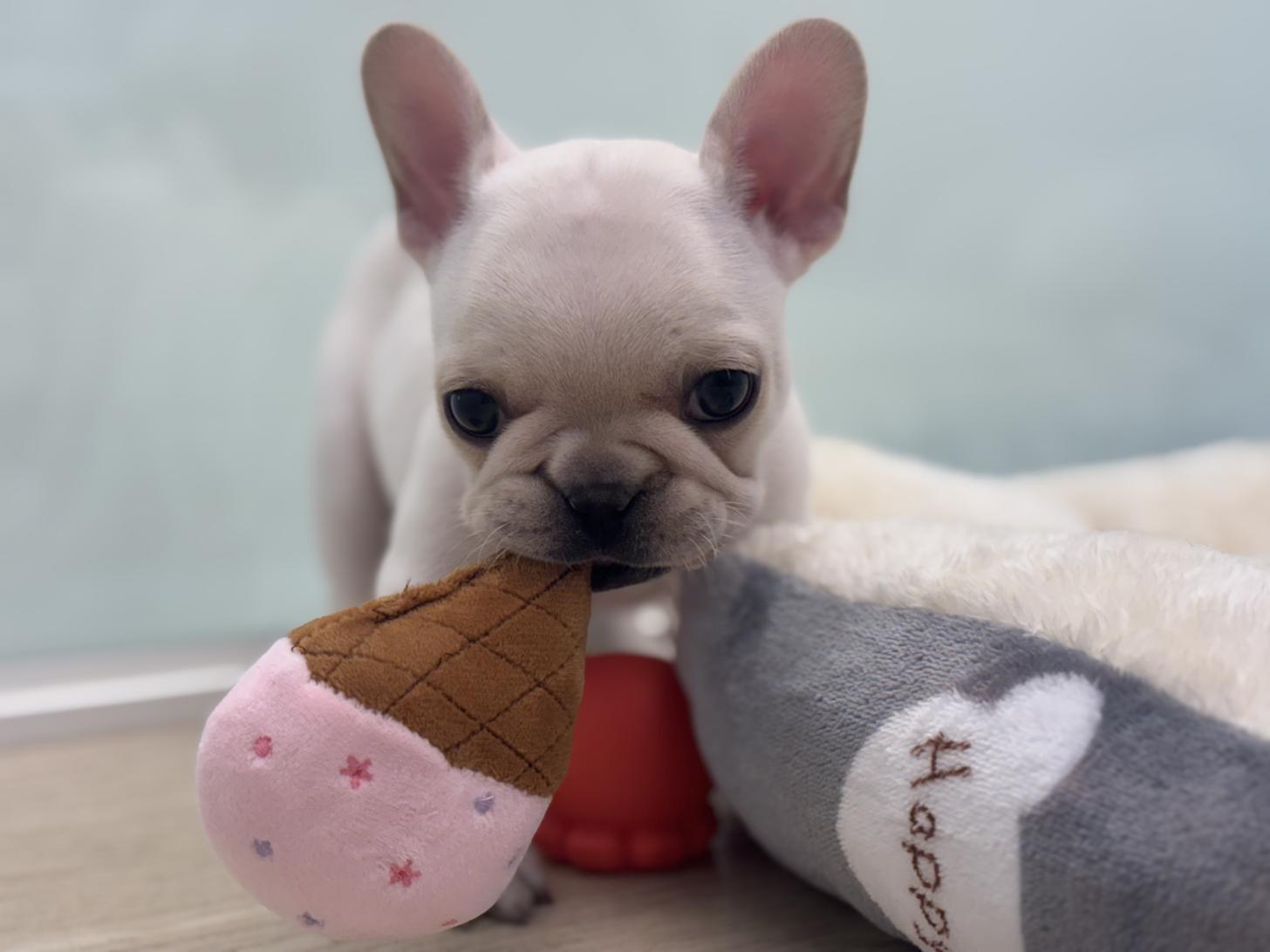 神奈川県のフレンチブルドッグ (Doggy Style 小田原店/2025年11月29日生まれ/男の子/クリーム)の子犬の2枚目の画像