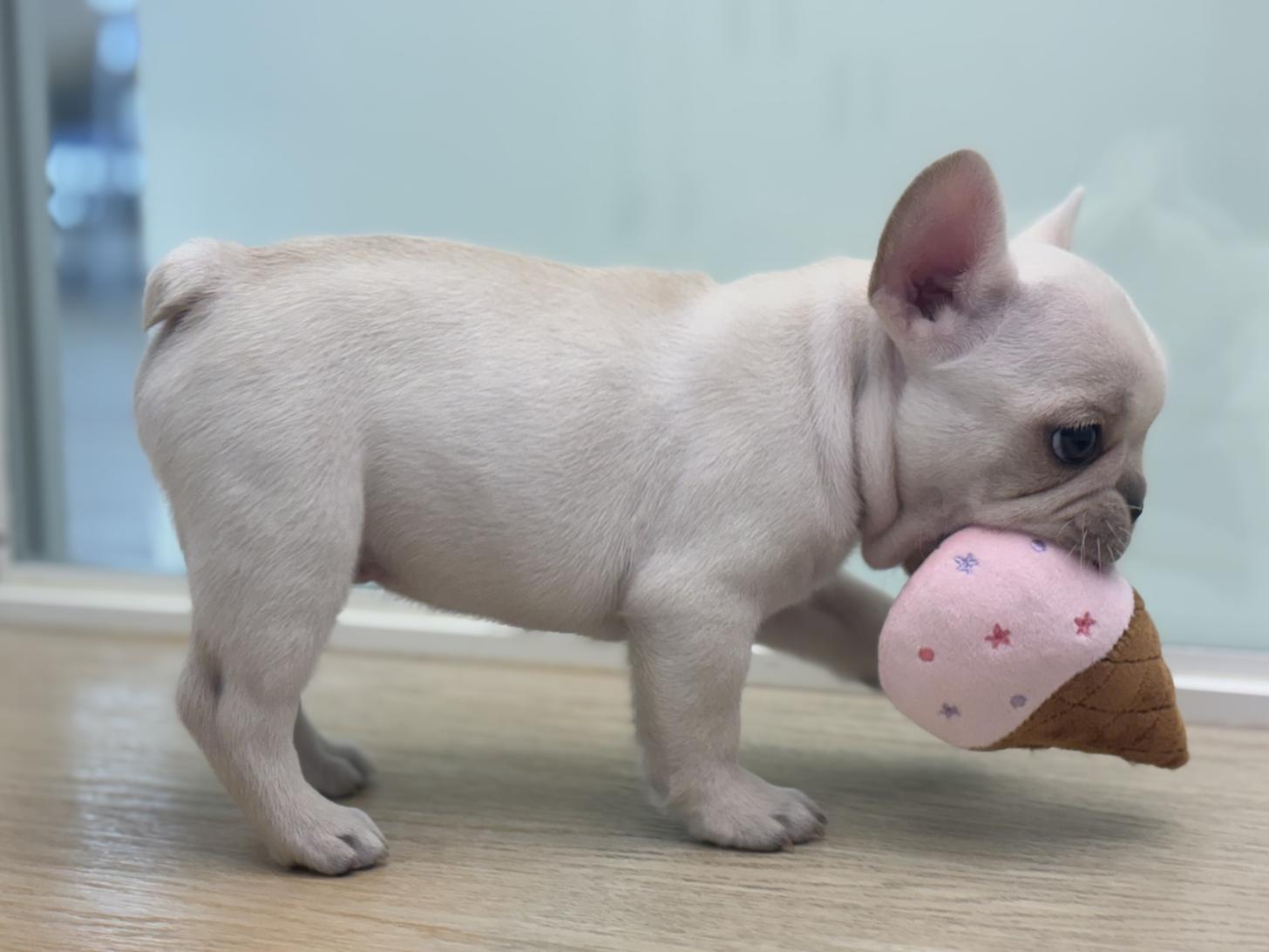 神奈川県のフレンチブルドッグ (Doggy Style 小田原店/2025年11月29日生まれ/男の子/クリーム)の子犬の3枚目の画像