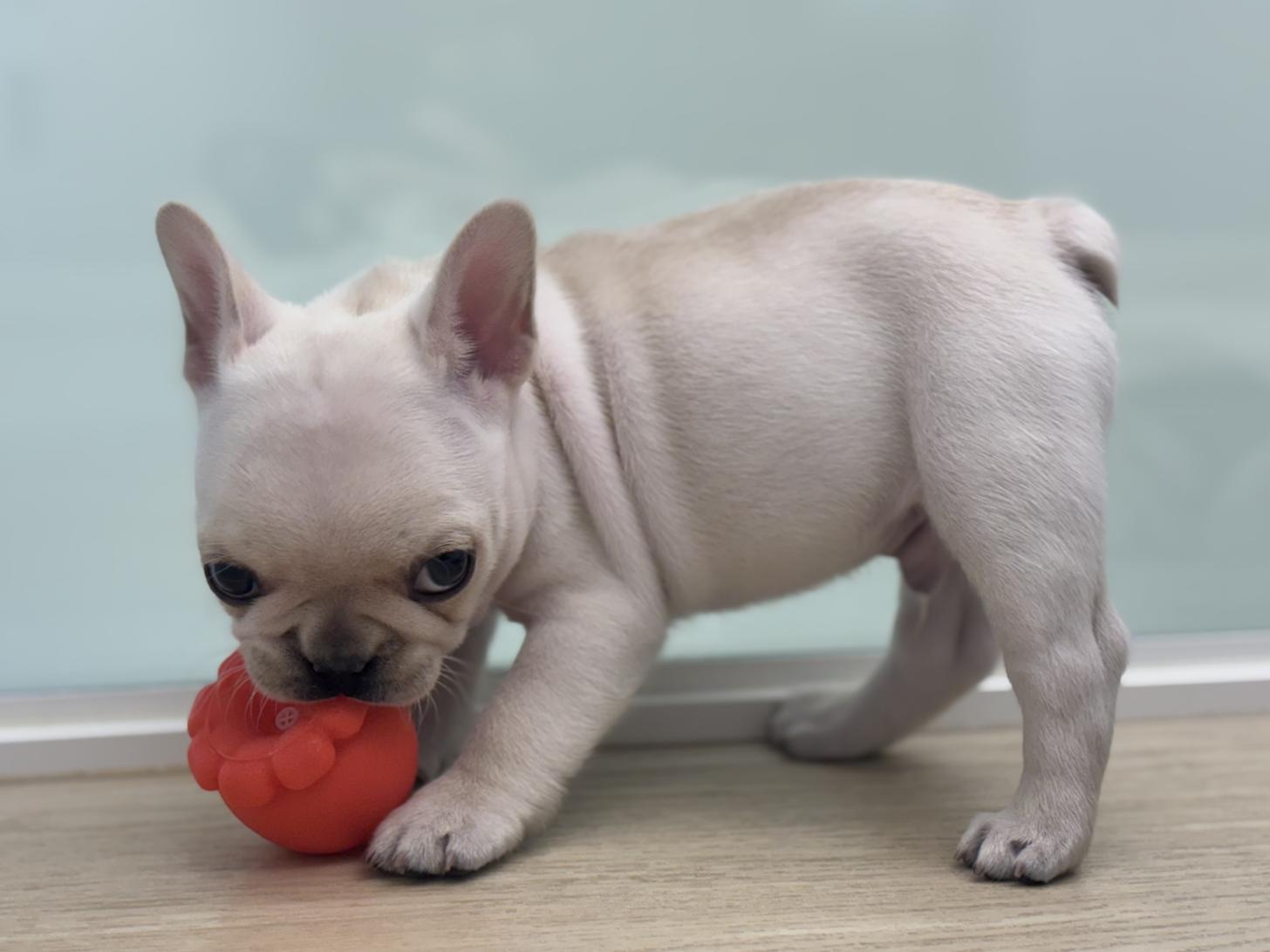 神奈川県のフレンチブルドッグ (Doggy Style 小田原店/2025年11月29日生まれ/男の子/クリーム)の子犬の4枚目の画像