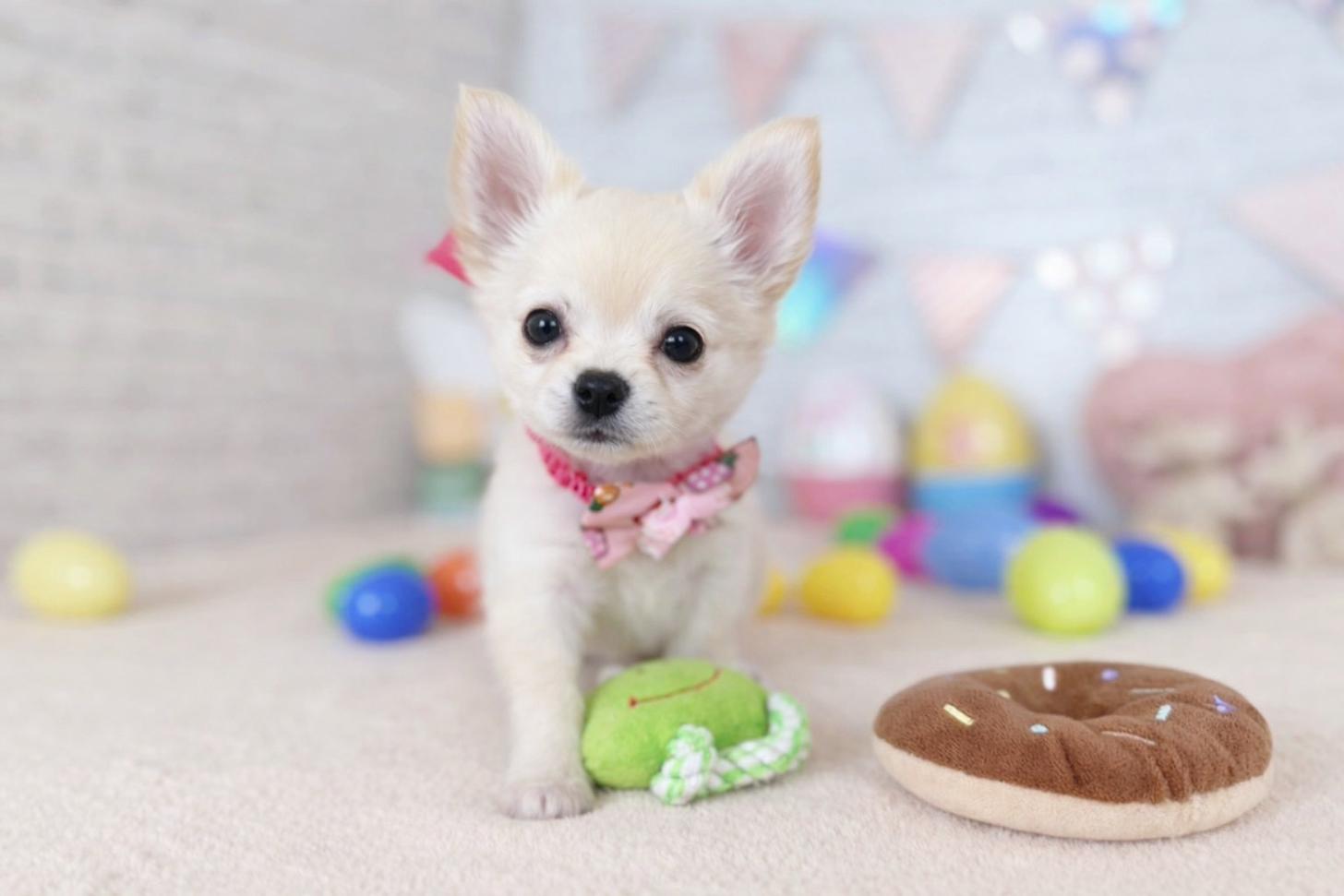 北海道のチワワ(ロング) (ペットショップだんぼ/2026年1月14日生まれ/女の子/クリーム)の子犬