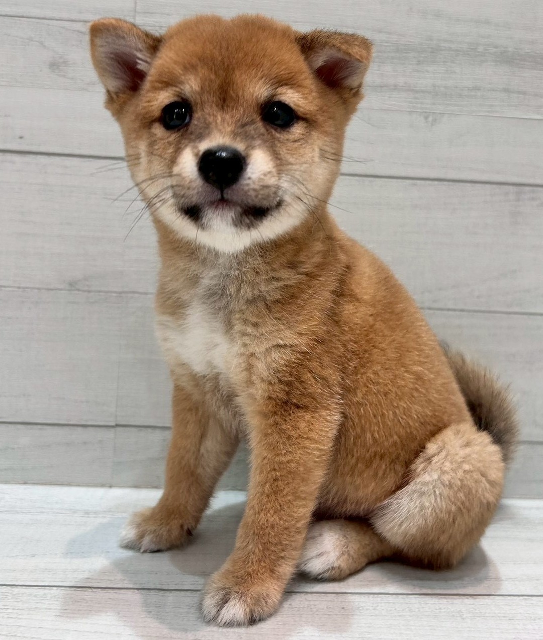 千葉県の豆柴 (ペピカあびこ店/2025年8月28日生まれ/男の子/赤)の子犬の1枚目の画像