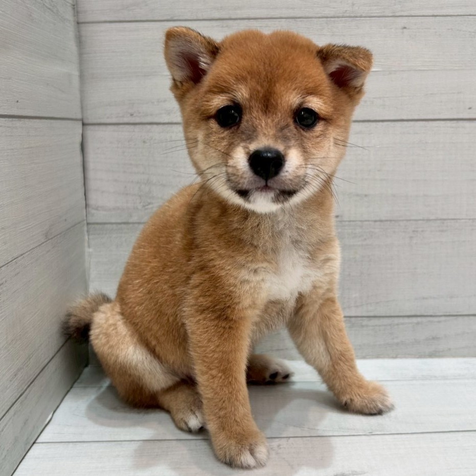 千葉県の豆柴 (ペピカあびこ店/2025年8月28日生まれ/男の子/赤)の子犬の2枚目の画像