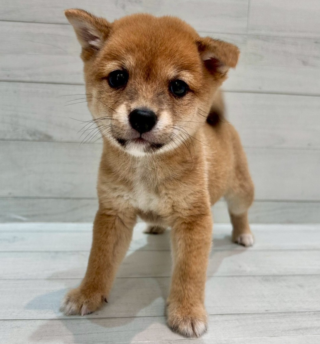千葉県の豆柴 (ペピカあびこ店/2025年8月28日生まれ/男の子/赤)の子犬の3枚目の画像