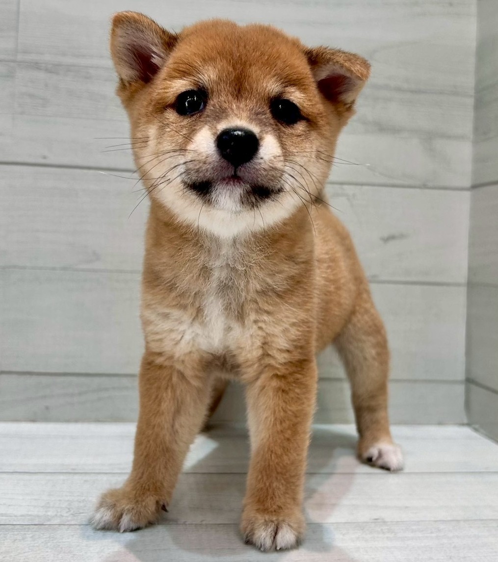 千葉県の豆柴 (ペピカあびこ店/2025年8月28日生まれ/男の子/赤)の子犬の4枚目の画像