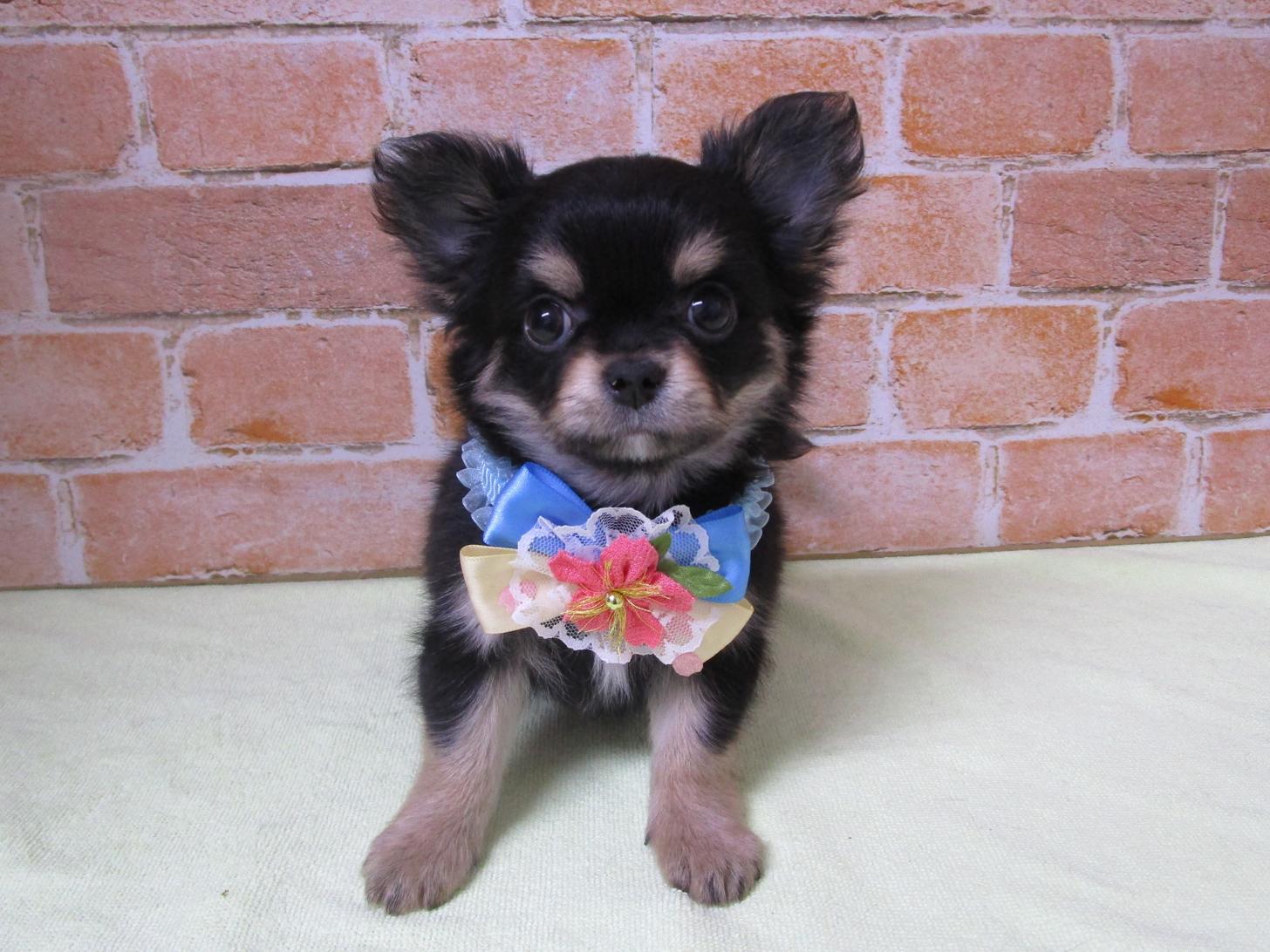 宮城県のチワワ(ロング) (ズーズーカンパニー 八乙女店/2026年2月1日生まれ/男の子/ブラックタン)の子犬の1枚目の画像