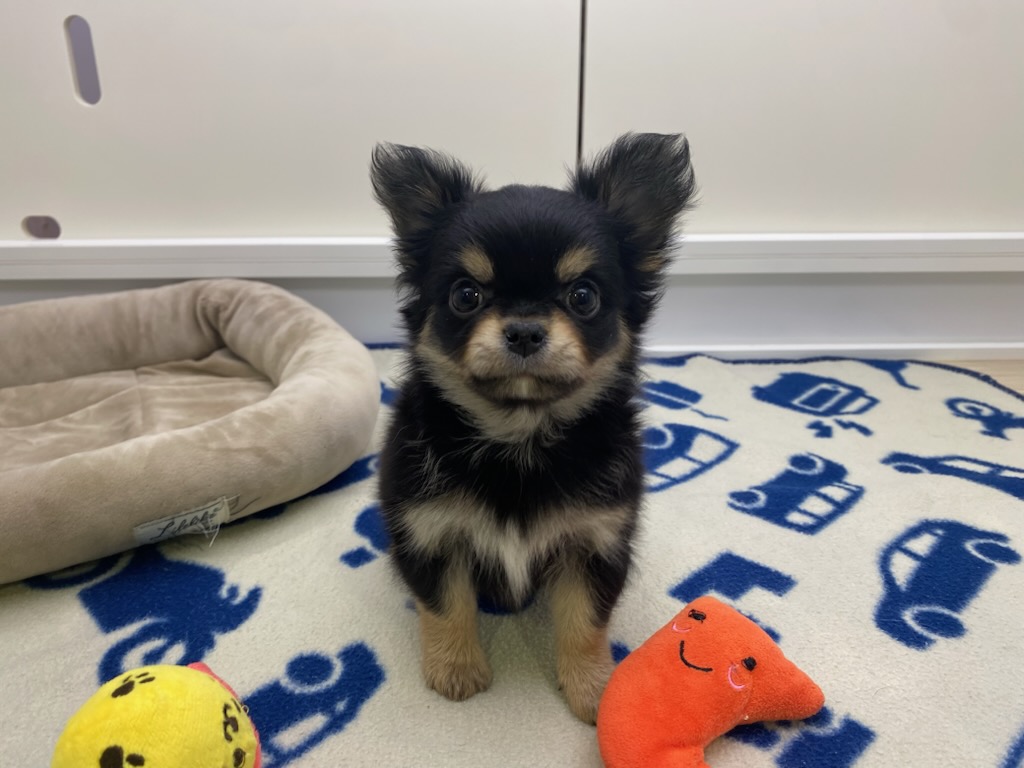 宮城県のチワワ(ロング) (ズーズーカンパニー 八乙女店/2026年2月1日生まれ/男の子/ブラックタン)の子犬の2枚目の画像