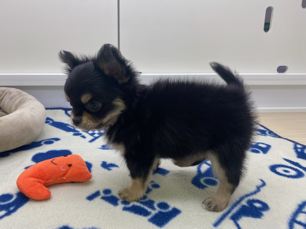 宮城県のチワワ(ロング) (ズーズーカンパニー 八乙女店/2026年2月1日生まれ/男の子/ブラックタン)の子犬の3枚目の画像