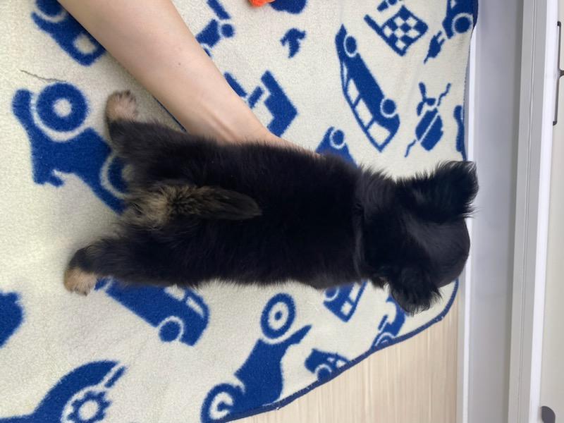 宮城県のチワワ(ロング) (ズーズーカンパニー 八乙女店/2026年2月1日生まれ/男の子/ブラックタン)の子犬の4枚目の画像