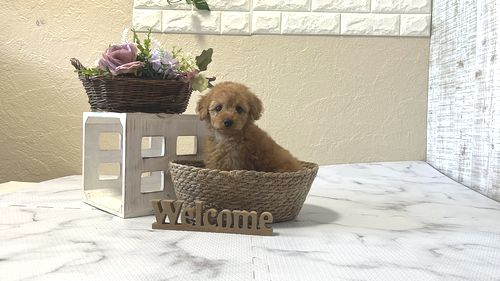 滋賀県のトイプードル(トイ) (いっぷく湖南店/2026年1月7日生まれ/女の子/レッドフォーン)の子犬の1枚目の画像