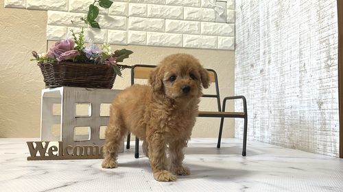 滋賀県のトイプードル(トイ) (いっぷく湖南店/2026年1月7日生まれ/女の子/レッドフォーン)の子犬の2枚目の画像