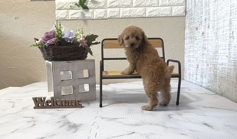 滋賀県のトイプードル(トイ) (いっぷく湖南店/2026年1月7日生まれ/女の子/レッドフォーン)の子犬の3枚目の画像