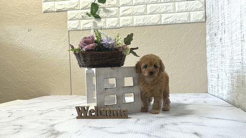 滋賀県のトイプードル(トイ) (いっぷく湖南店/2026年1月7日生まれ/女の子/レッドフォーン)の子犬の4枚目の画像