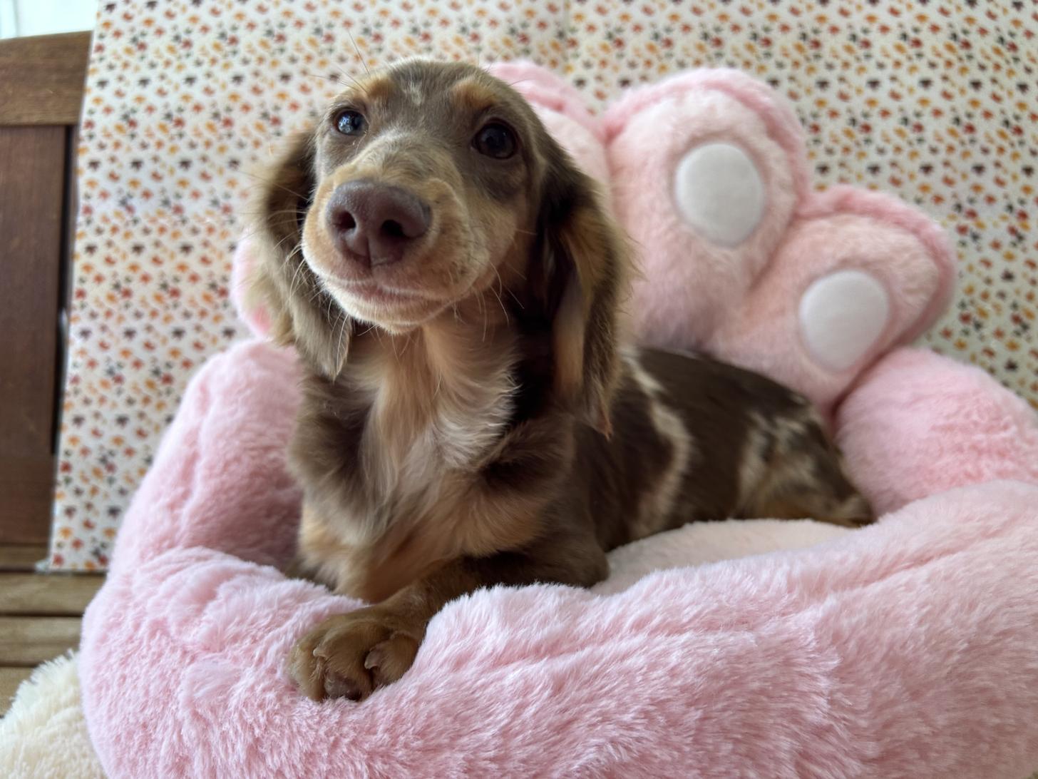 佐賀県のミニチュアダックスフンド(ロング) (スタードッグス新鳥栖店/2025年5月26日生まれ/女の子/チョコレートダップル)の子犬の1枚目の画像