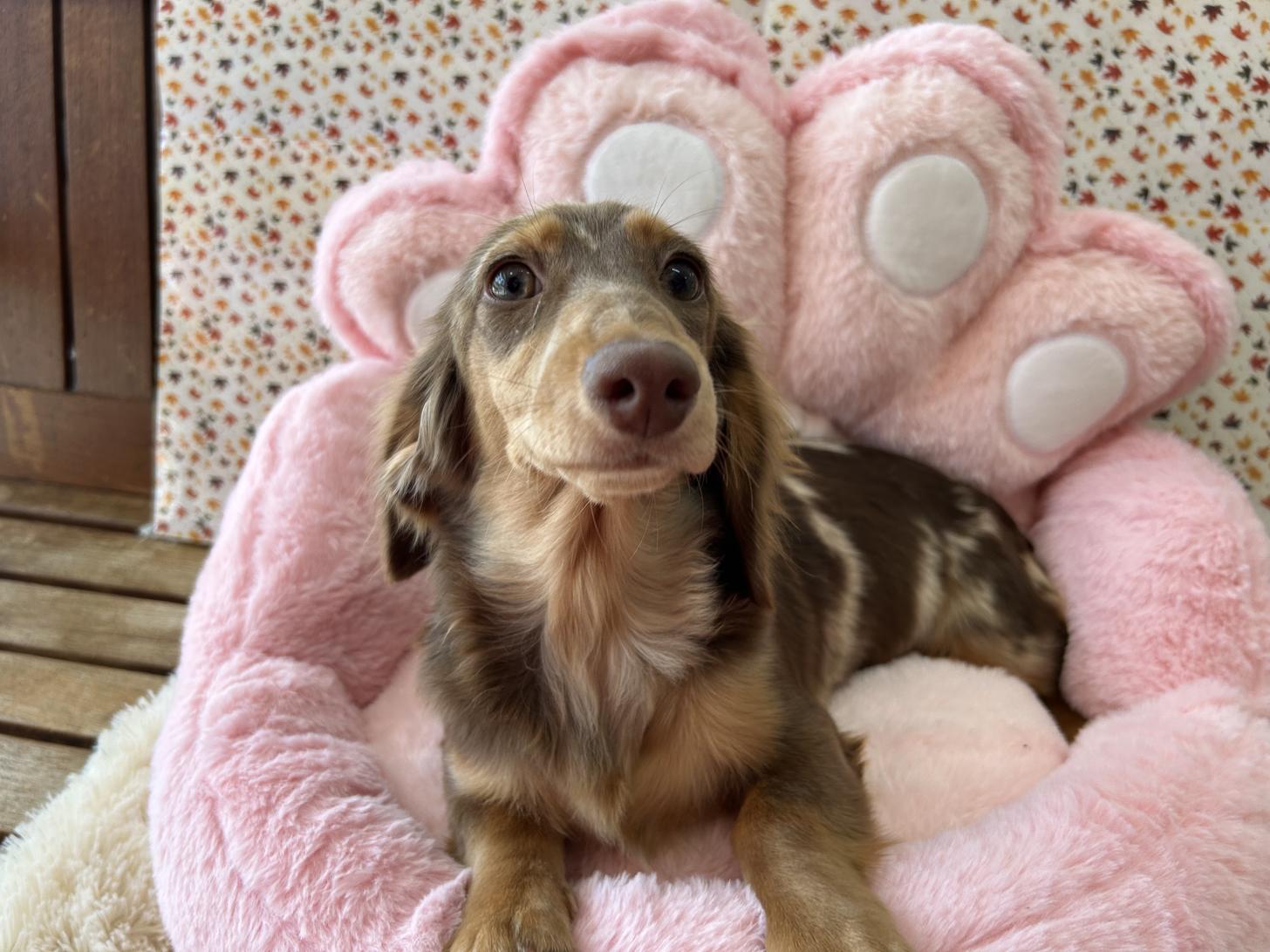 佐賀県のミニチュアダックスフンド(ロング) (スタードッグス新鳥栖店/2025年5月26日生まれ/女の子/チョコレートダップル)の子犬の2枚目の画像