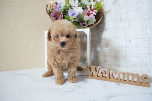 滋賀県のトイプードル(タイニー) (いっぷく湖南店/2025年10月16日生まれ/男の子/オレンジフォーン)の子犬の1枚目の画像