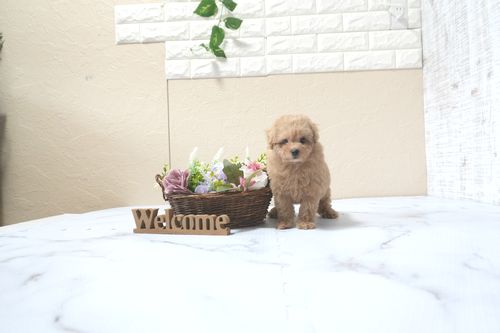 滋賀県のトイプードル(タイニー) (いっぷく湖南店/2025年10月16日生まれ/男の子/オレンジフォーン)の子犬の1枚目の画像